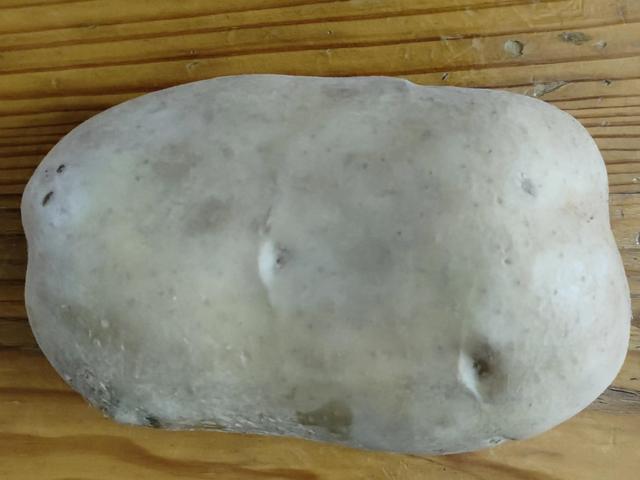 淘寶拼多多熱銷山東包菜貨源拿貨是真的嗎，淘寶拼多多熱銷山東包菜貨源拿貨是真的嗎還是假的？