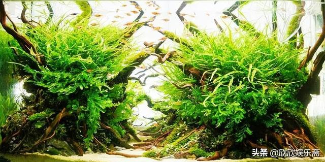 淘寶上哪家的沉木比較好，淘寶沉木是真的嗎？