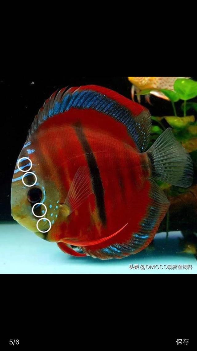 淘寶拼多多熱銷魚神仙貨源拿貨可靠嗎安全嗎，淘寶拼多多熱銷魚神仙貨源拿貨可靠嗎是真的嗎？