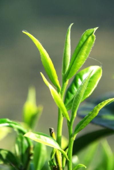 嘉木茶葉圖片，嘉木茶葉圖片大全？