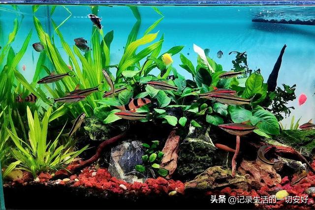 淘寶哪家沉木好，淘寶哪家沉木好賣？