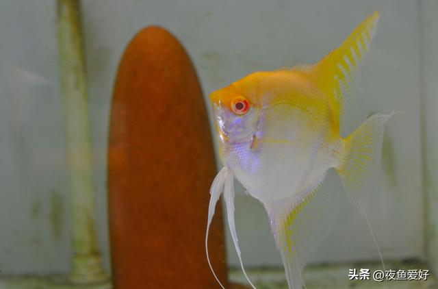 淘寶拼多多熱銷魚神仙貨源拿貨是真的嗎，淘寶拼多多熱銷魚神仙貨源拿貨是真的嗎安全嗎？