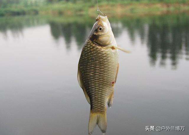 拼多多買魚餌料可靠嗎，拼多多上魚餌是不是正品？
