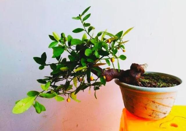 淘寶拼多多熱銷金豆花貨源拿貨是真的嗎，淘寶拼多多熱銷金豆花貨源拿貨是真的嗎安全嗎？
