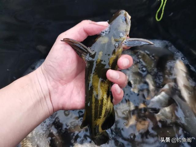 一包顆粒、兩盒蚯蚓，野釣黃辣丁也能爆護(hù)，但方法務(wù)必選對