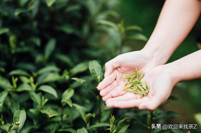 拼多多上貨的茶，拼多多上的中茶是真的嗎？