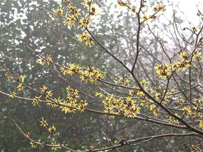 金縷梅茶葉圖片，金縷梅茶葉圖片大全？
