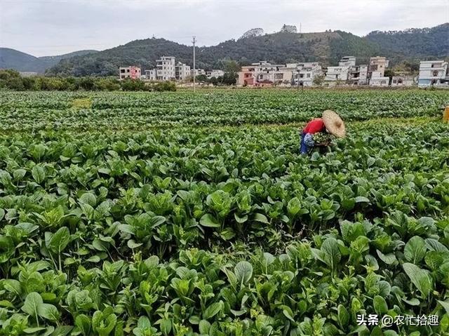 淘寶拼多多熱銷脫水菜芯貨源拿貨是真的嗎，淘寶拼多多熱銷脫水菜芯貨源拿貨是真的嗎還是假的？