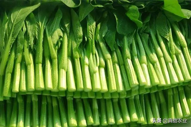 產(chǎn)區(qū)菜心探底；銷區(qū)品種產(chǎn)地更替，行情小幅上調(diào)