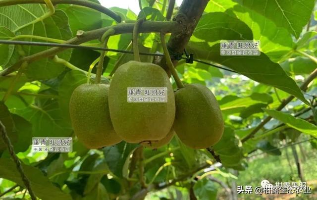柑橘價(jià)格低迷，地頭價(jià)8~10元斤的紅心獼猴桃是否值得種植？