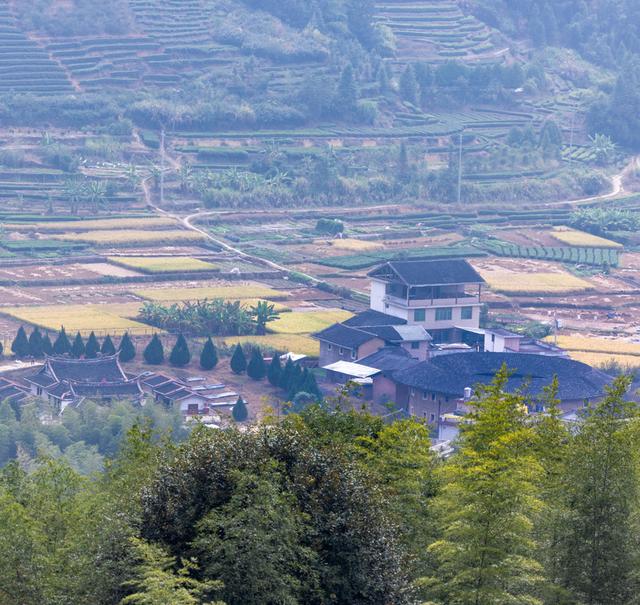 土樓茗茶是什么茶類，福建土樓茗茶是什么茶？