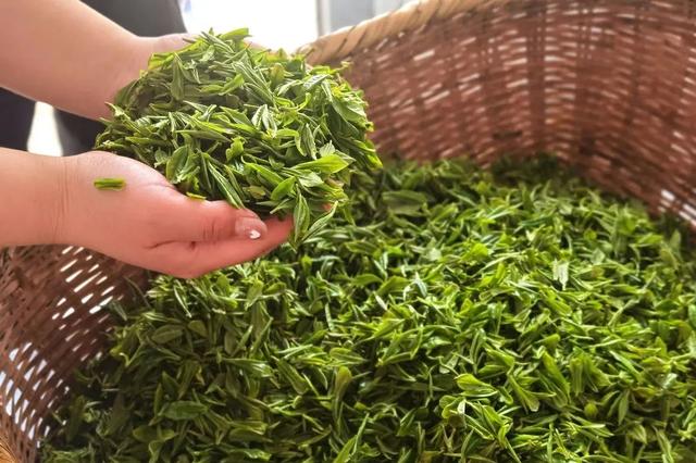 淘寶拼多多熱銷蕭氏茗茶貨源拿貨是真的嗎，淘寶拼多多熱銷蕭氏茗茶貨源拿貨是真的嗎可信嗎？