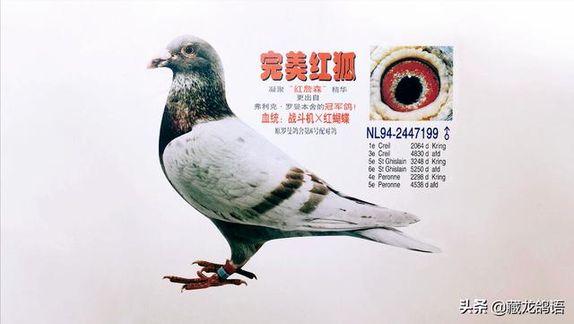 拼多多買的狗疫苗真的假的，拼多多上的疫苗是真的嗎？