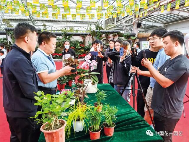 淘寶花卉貨源在哪里找到，淘寶花卉貨源在哪里找到的？