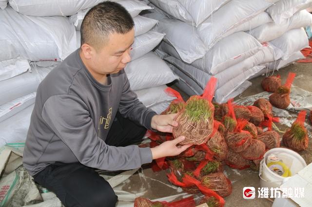 淘寶拼多多熱銷韭菜仿真貨源拿貨是真的嗎，淘寶拼多多熱銷韭菜仿真貨源拿貨是真的嗎還是假的？