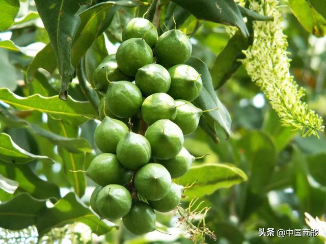 水果代理微信貨源網(wǎng)，水果微商一手貨源？