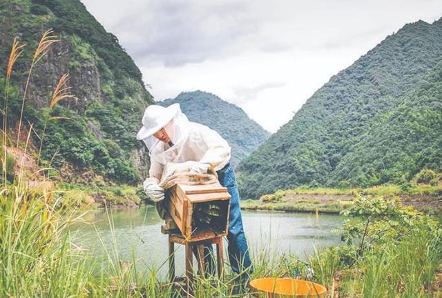 蜂蜜批發(fā)一手貨源，蜂蜜批發(fā)代理？