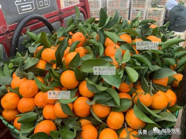 桂林水果微商貨源地址，桂林水果微商貨源地址電話？
