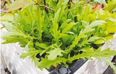 淘寶拼多多熱銷小號花盆貨源拿貨是真的嗎，拼多多_花盆？