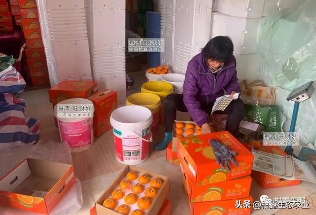 淘寶拼多多熱銷橘柑橘貨源拿貨是真的嗎，淘寶拼多多熱銷橘柑橘貨源拿貨是真的嗎安全嗎？