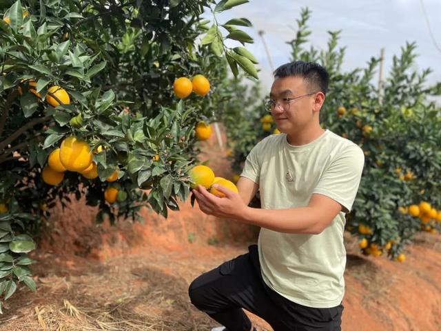 淘寶拼多多熱銷水洗橙子貨源拿貨是真的嗎，拼多多上的橙子怎么樣？