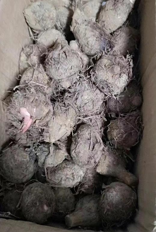 淘寶拼多多熱銷毛芋貨源拿貨是真的嗎，淘寶拼多多熱銷毛芋貨源拿貨是真的嗎安全嗎？