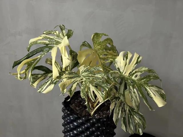 淘寶綠植找貨源怎么找，淘寶綠植找貨源怎么找的？